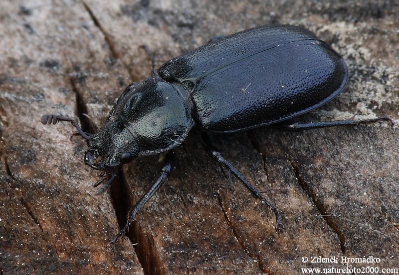 roháček, Platycerus caprea (Brouci, Coleoptera)